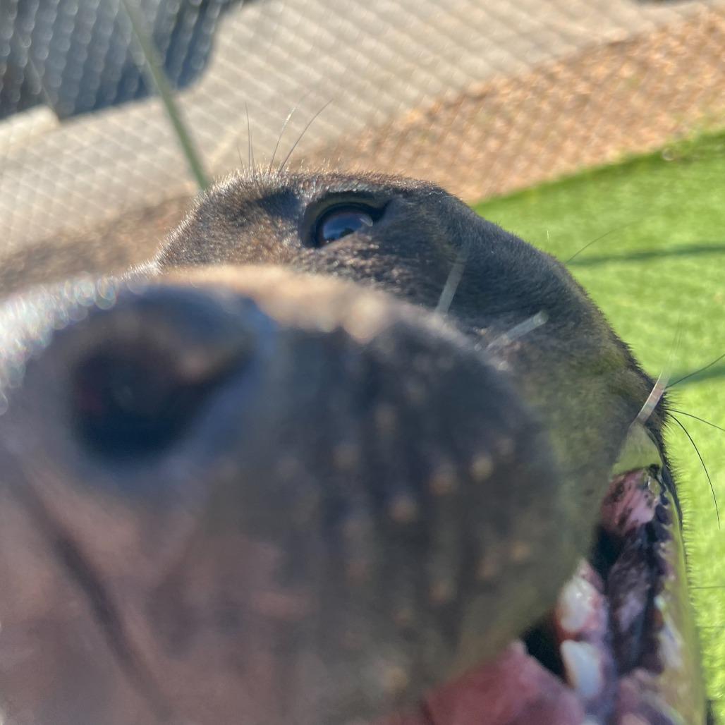 Oreo, Adoptable, Young Male Pit Bull Terrier & Mixed Breed.