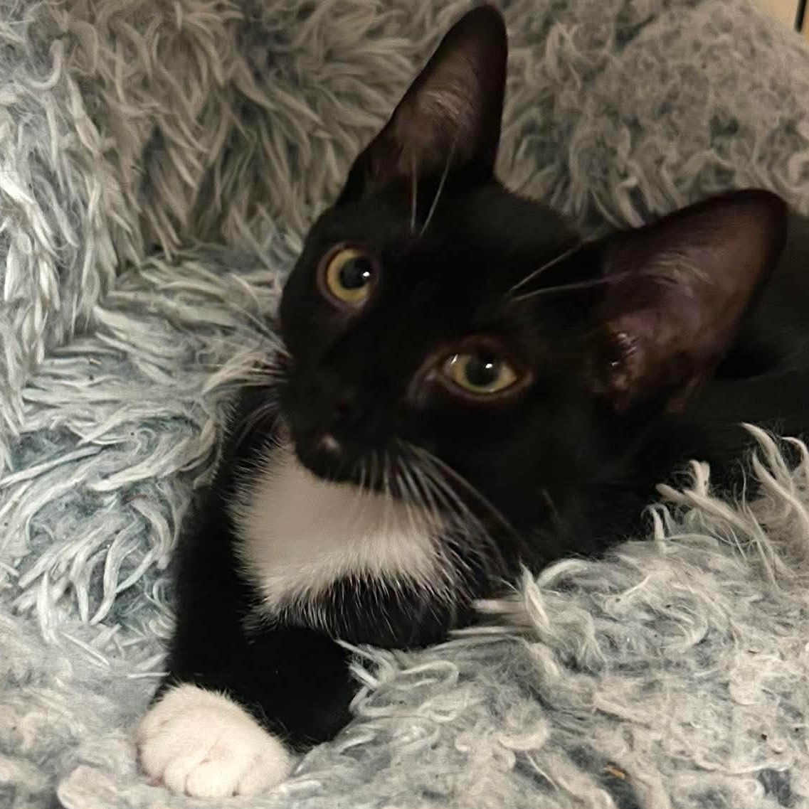 Smudge, Adoptable, Kitten Female Domestic Short Hair.