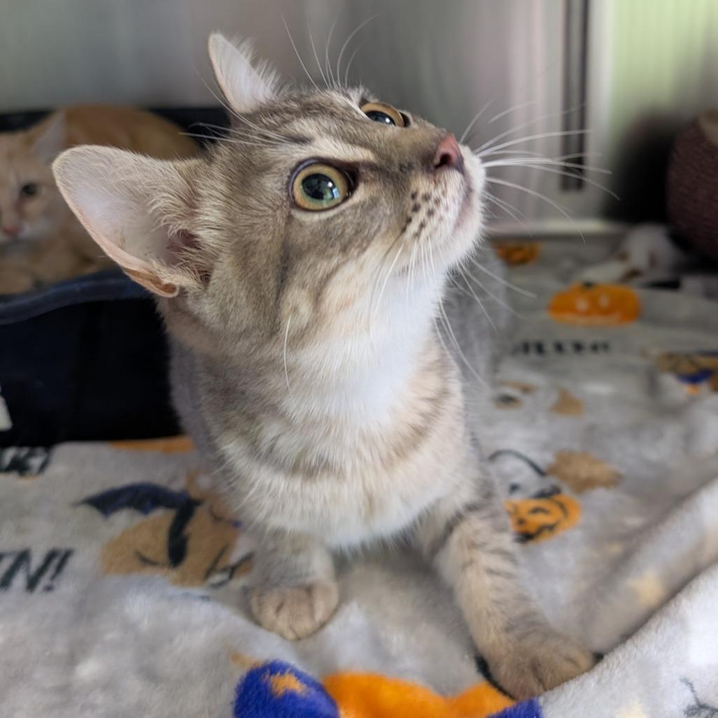 Flo, Adoptable, Kitten Female Domestic Short Hair.