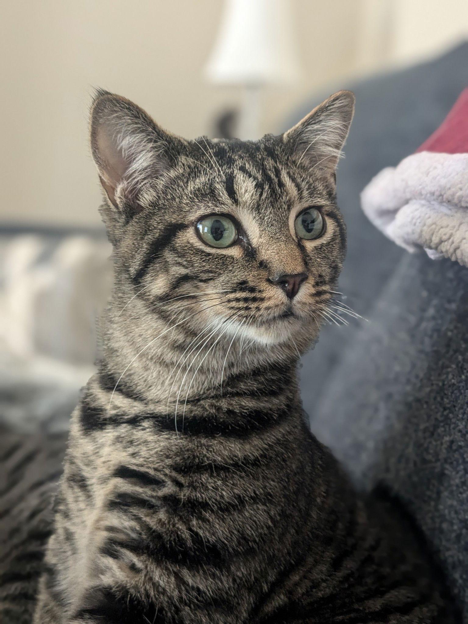 Enlarge Pop Rock, a Adoptable Domestic Short Hair in Hanover, PA image 1/3