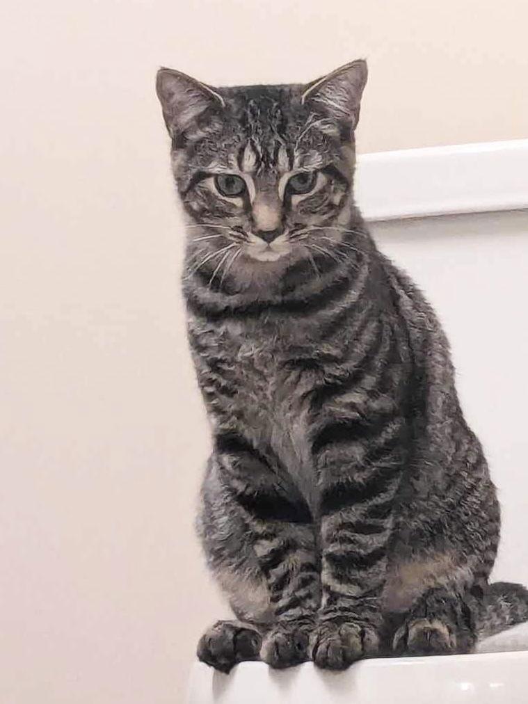 Enlarge Pop Rock, a Adoptable Domestic Short Hair in Hanover, PA image 2/3