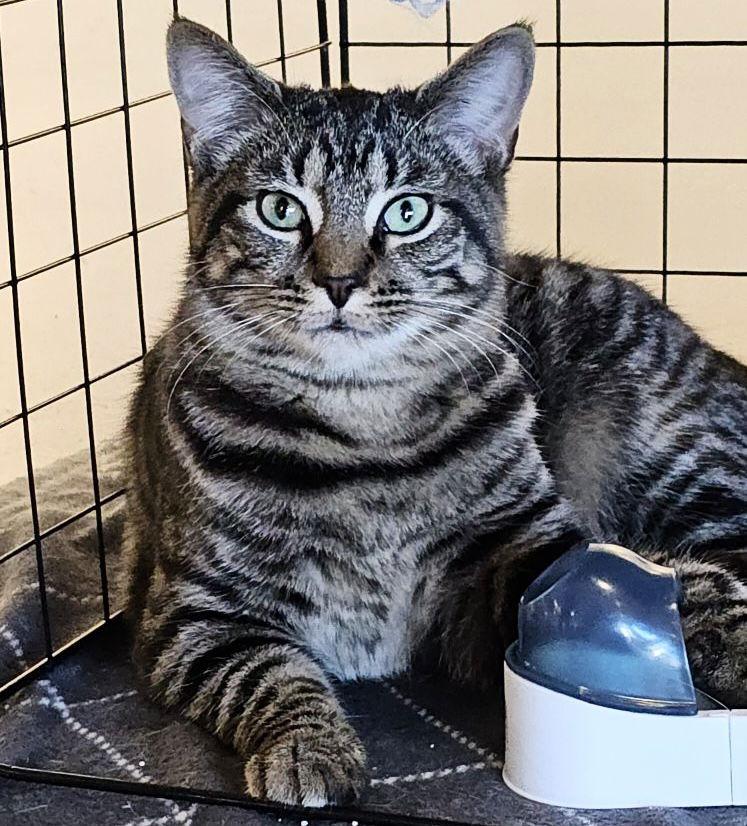 Enlarge Pop Rock, a Adoptable Domestic Short Hair in Hanover, PA image 3/3