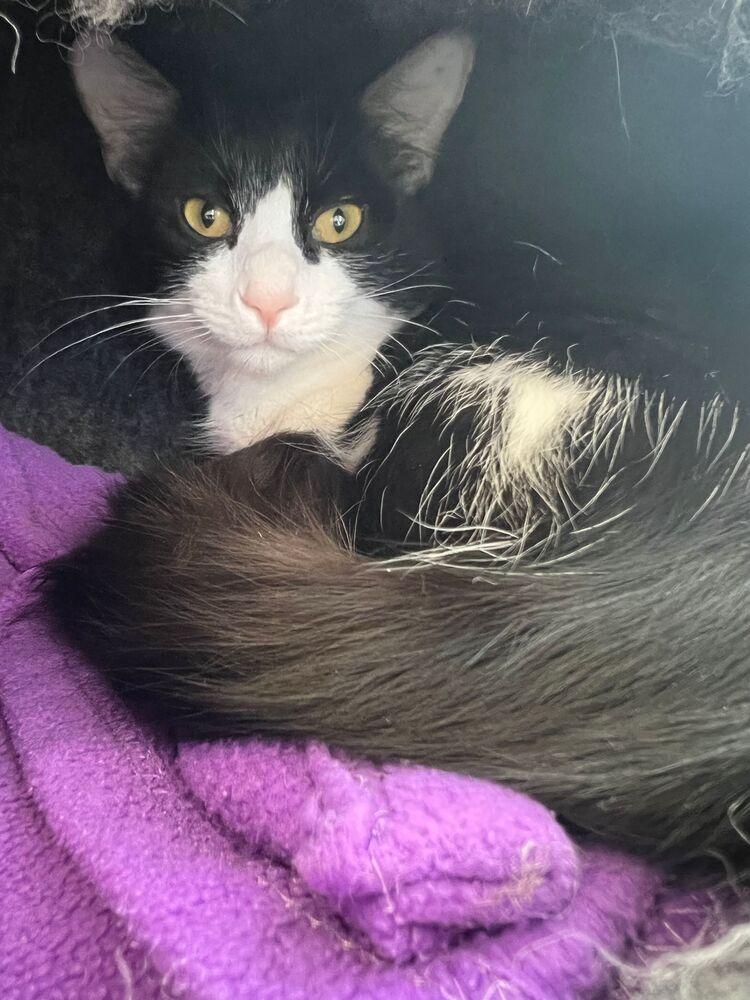 Enlarge Colin, a Adoptable Domestic Medium Hair in McPherson, KS image 1/1