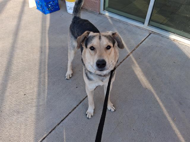 RAMBO, Adoptable, Young Male German Shepherd Dog & Great Pyrenees.