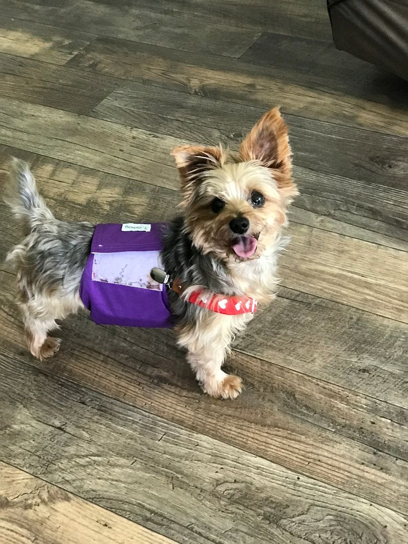 Enlarge Bruno, a Adoptable Yorkshire Terrier in Baton Rouge, LA image 8/12