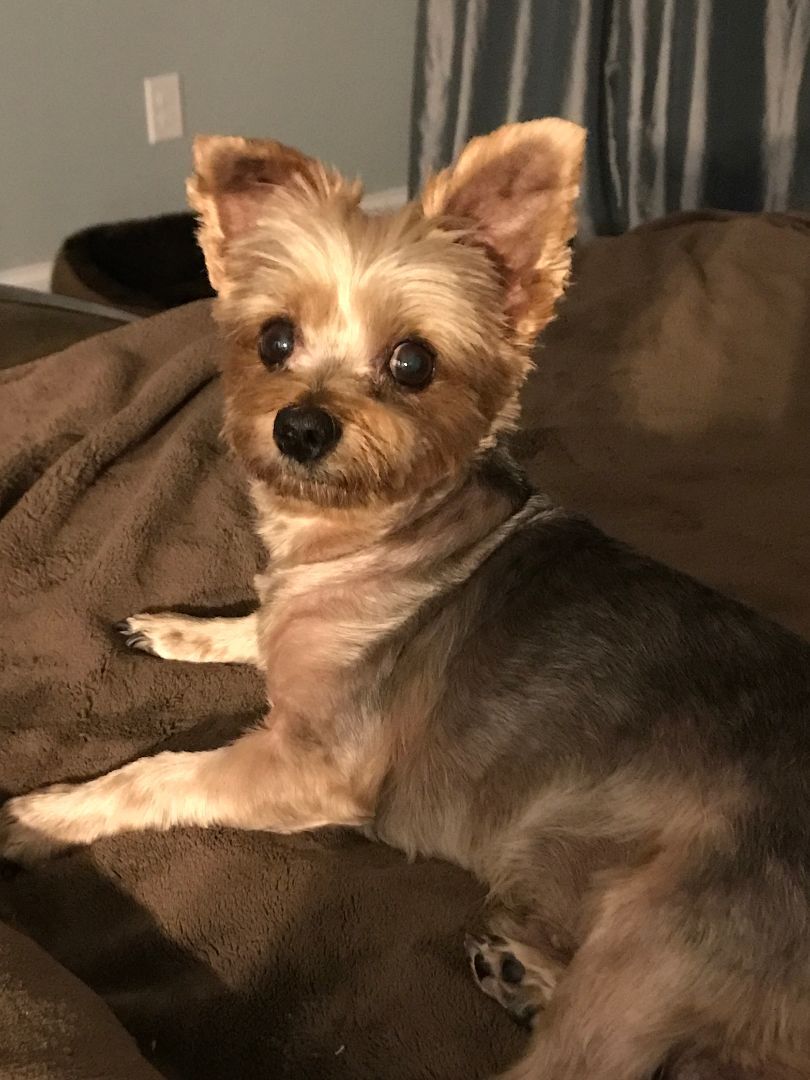 Enlarge Bruno, a Adoptable Yorkshire Terrier in Baton Rouge, LA image 9/12