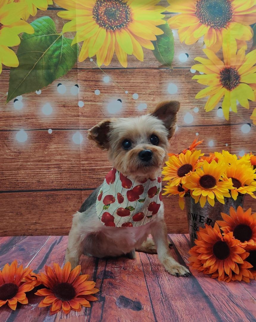 Enlarge Bruno, a Adoptable Yorkshire Terrier in Baton Rouge, LA image 10/12
