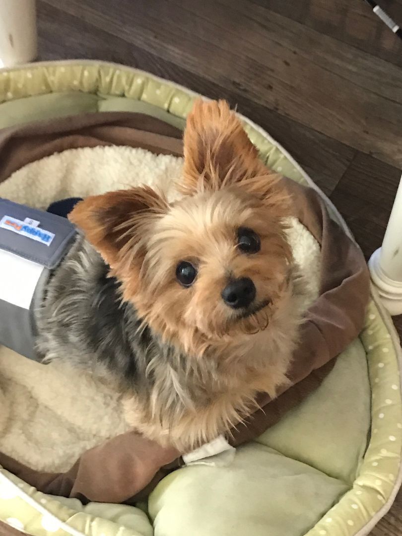 Enlarge Bruno, a Adoptable Yorkshire Terrier in Baton Rouge, LA image 11/12