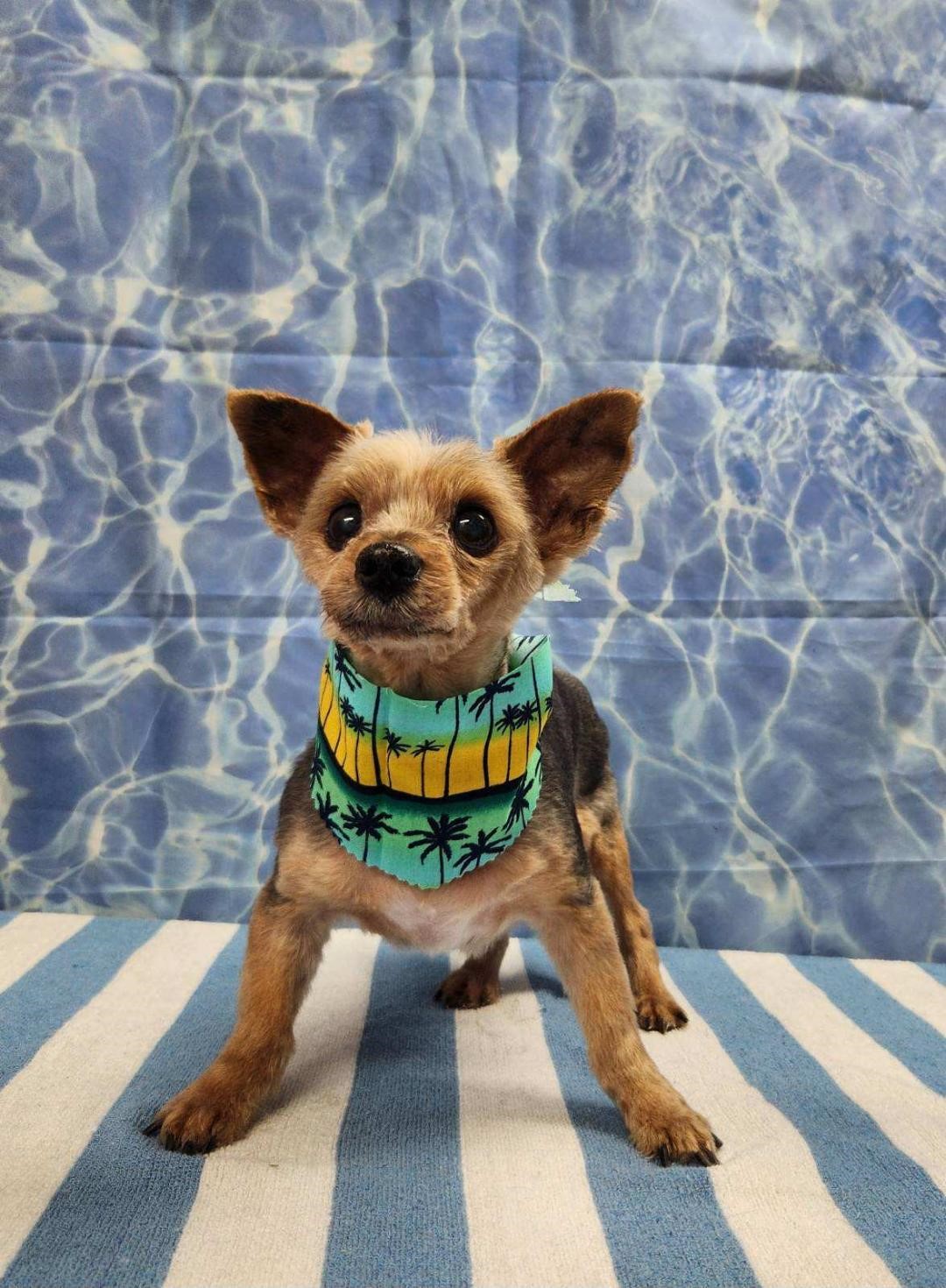 Enlarge Bruno, a Adoptable Yorkshire Terrier in Baton Rouge, LA image 12/12