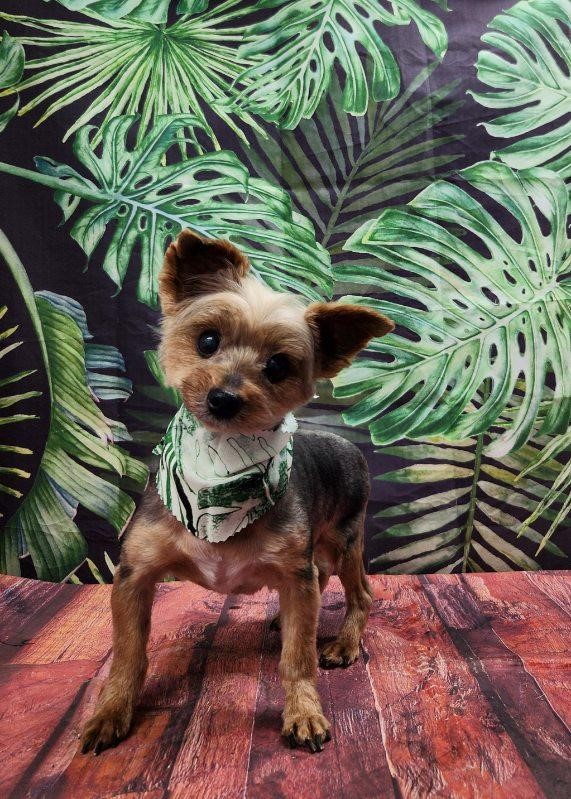 Enlarge Bruno, a Adoptable Yorkshire Terrier in Baton Rouge, LA image 1/12