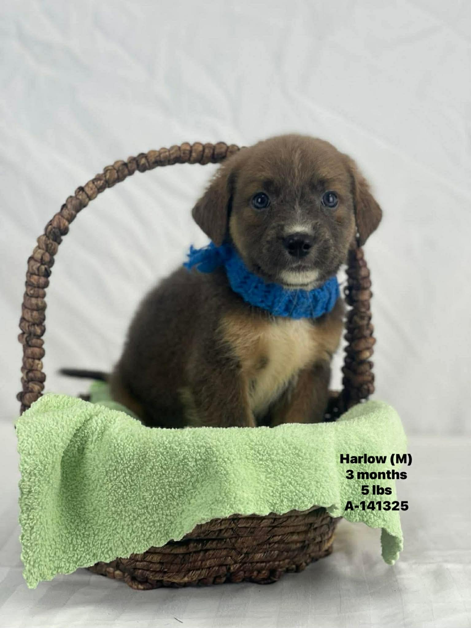 Enlarge Harlow the mixed breed puppy, a Adoptable mixed breed in Muskego, WI image 1/1