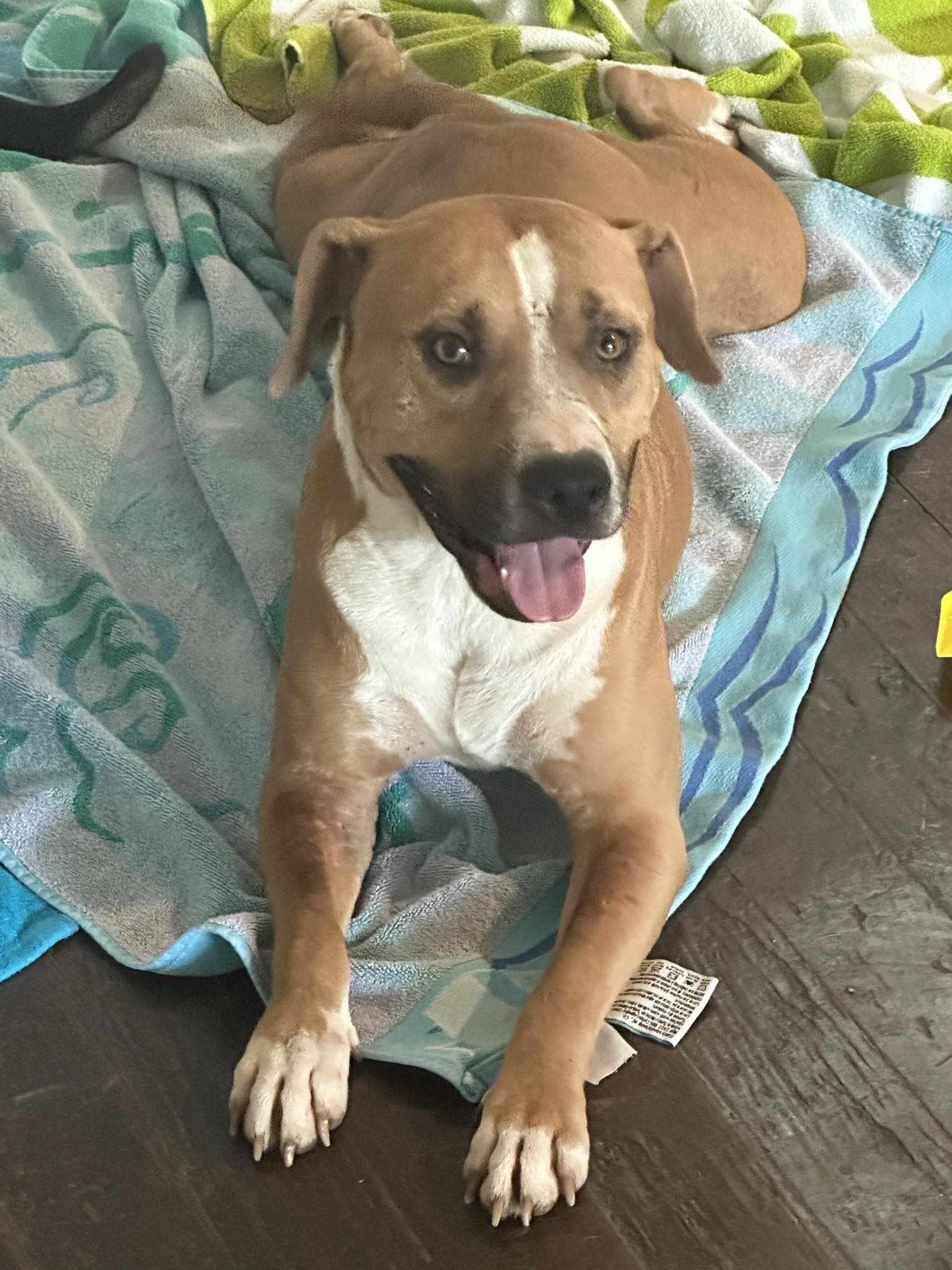 Enlarge Dozer, a Adoptable American Staffordshire Terrier in Scarsdale, NY image 4/5