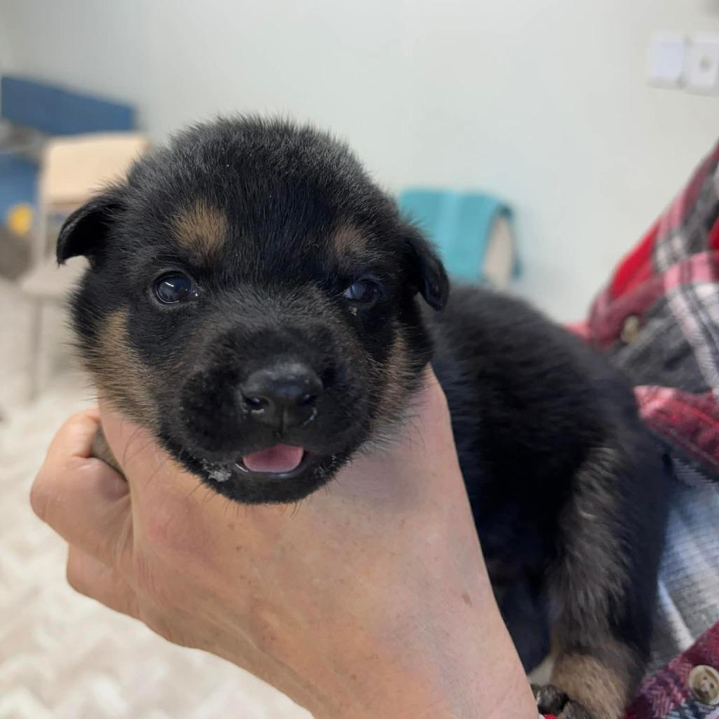 Koda 10, Adoptable, Puppy Male Mixed Breed.
