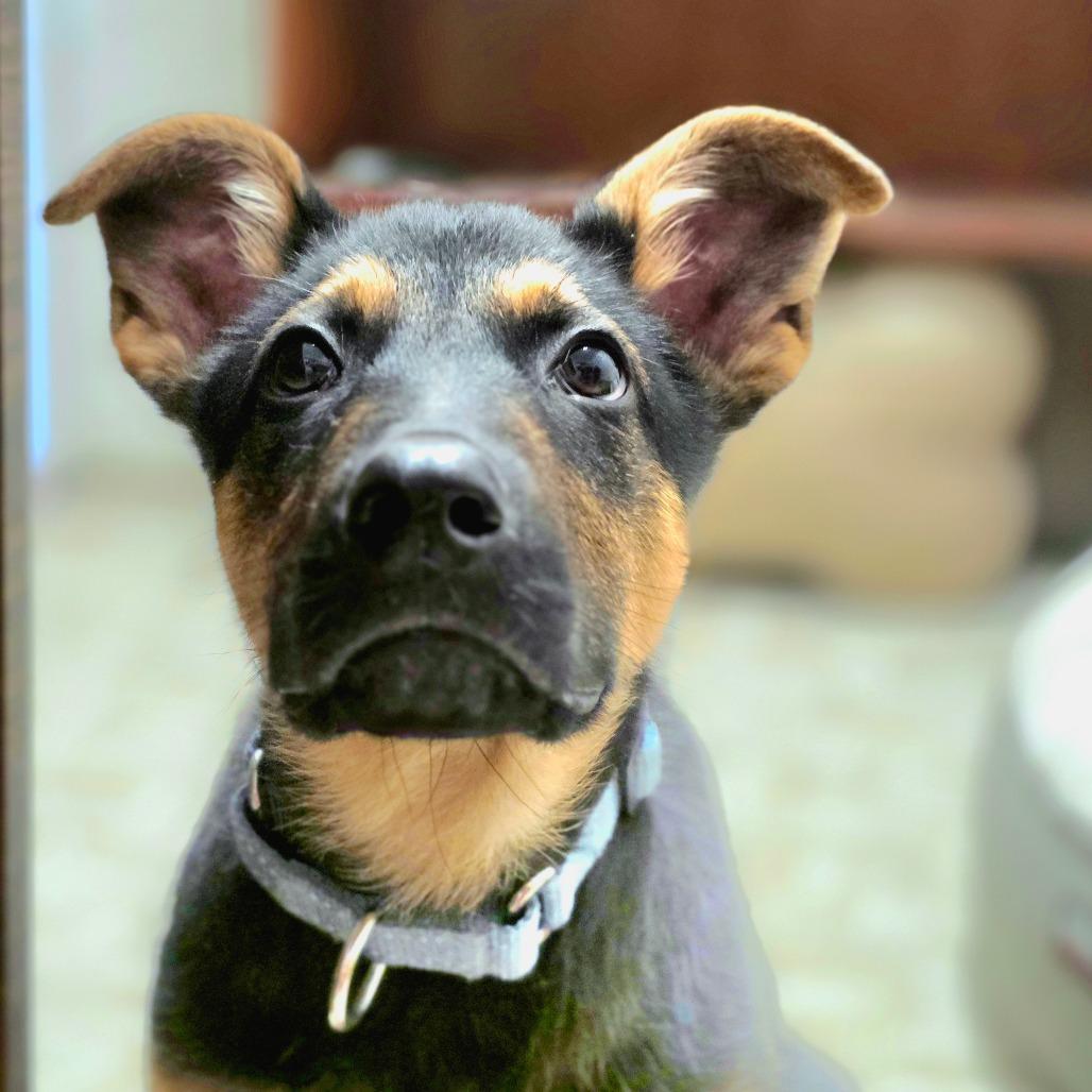 Enlarge Koda 10, a Adoptable Mixed Breed in Mount Shasta, CA image 2/6