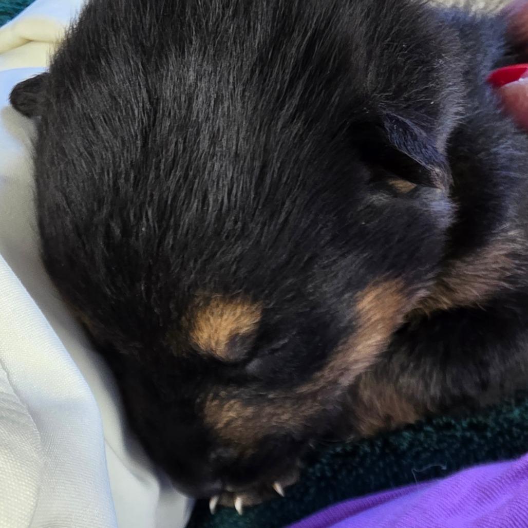 Enlarge Koda 10, a Adoptable Mixed Breed in Mount Shasta, CA image 3/6