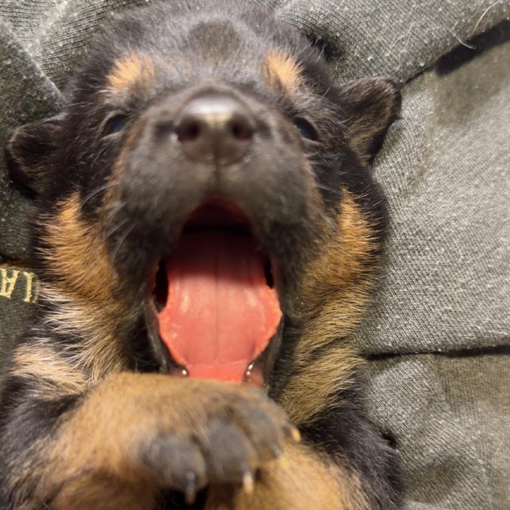 Enlarge Koda 10, a Adoptable Mixed Breed in Mount Shasta, CA image 4/6