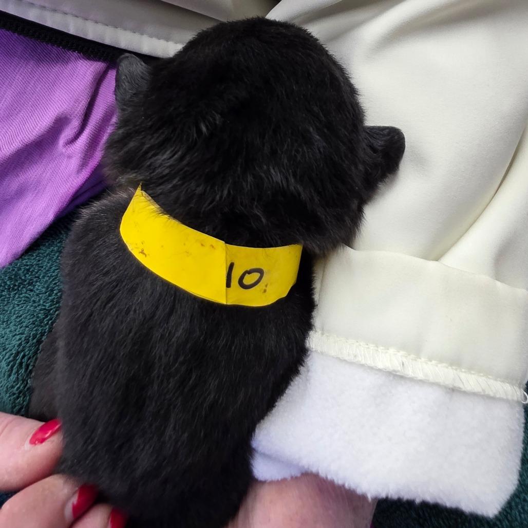 Enlarge Koda 10, a Adoptable Mixed Breed in Mount Shasta, CA image 5/6