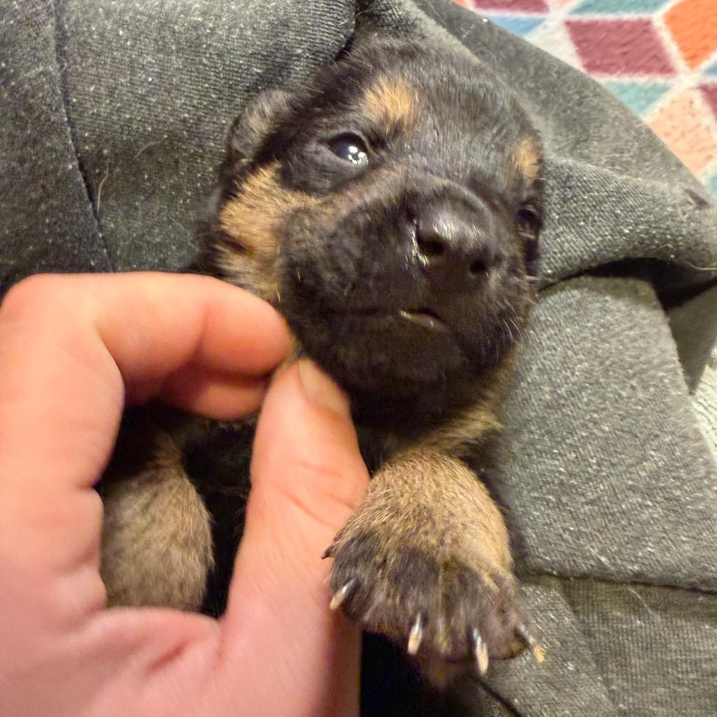 Enlarge Koda 10, a Adoptable Mixed Breed in Mount Shasta, CA image 6/6