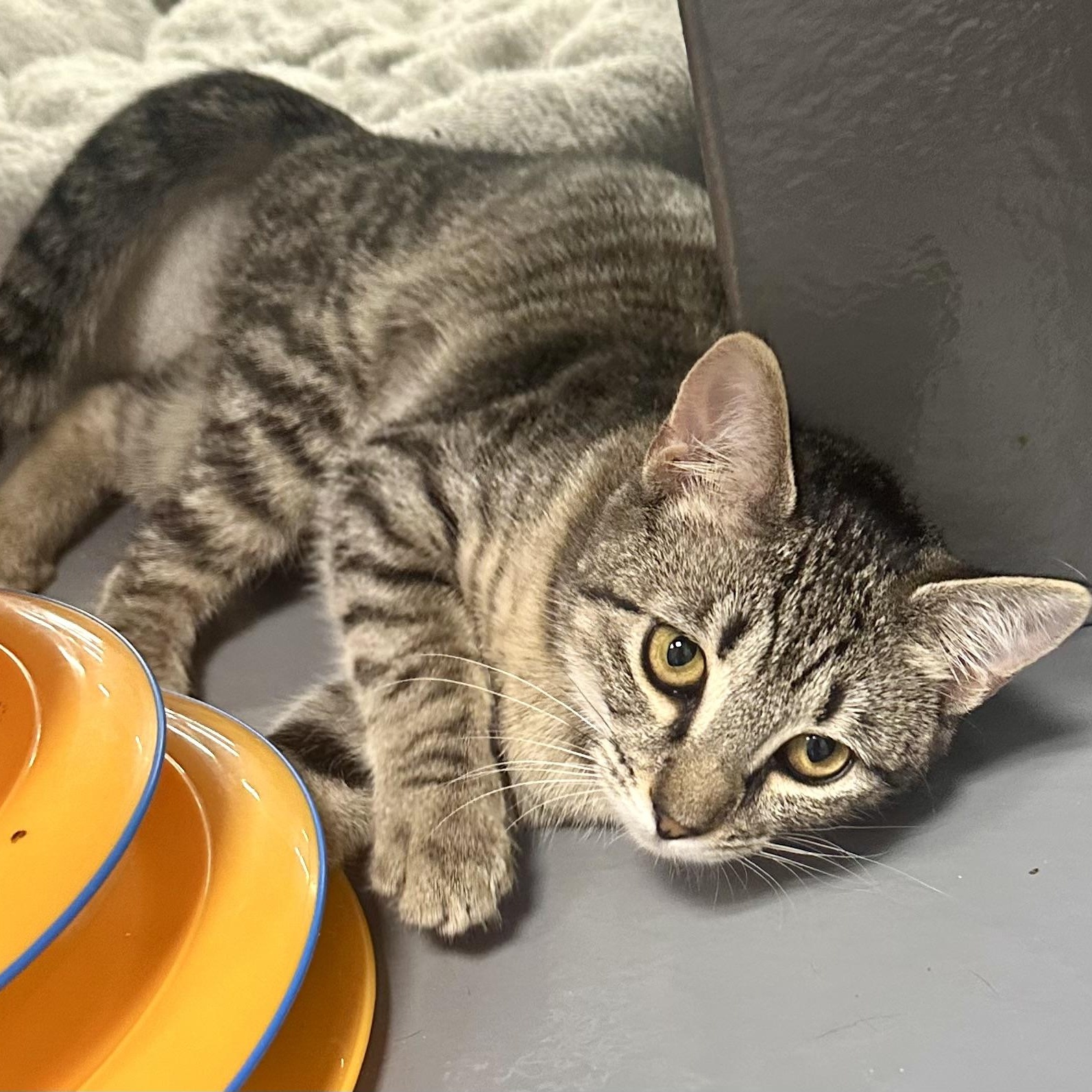 Enlarge Lexie, a ADOPTABLE Domestic Short Hair in Beaufort, SC image 4/6