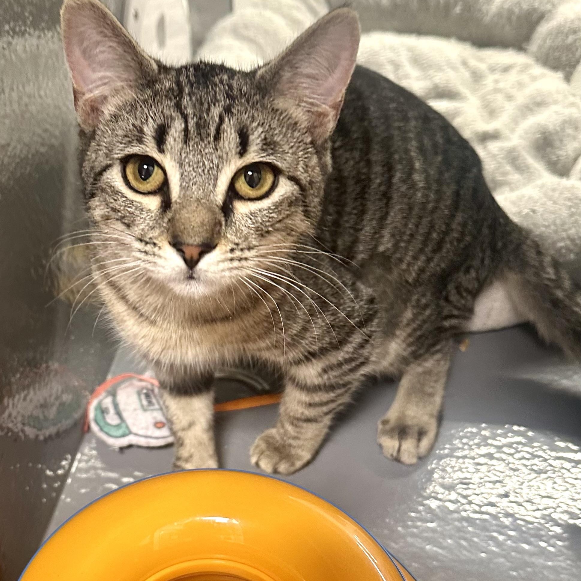 Enlarge Lexie, a ADOPTABLE Domestic Short Hair in Beaufort, SC image 2/6