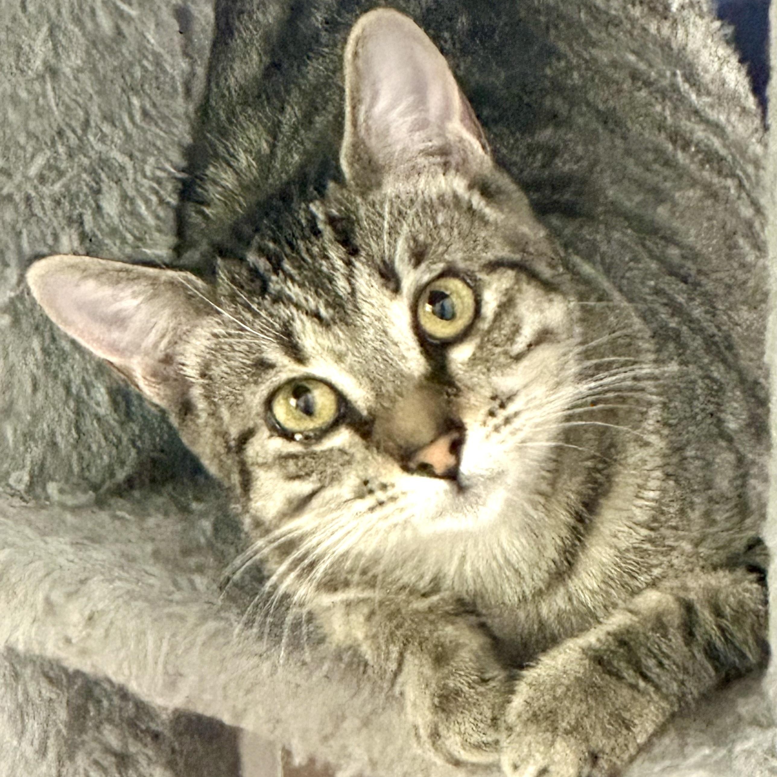 Enlarge Lexie, a ADOPTABLE Domestic Short Hair in Beaufort, SC image 1/6