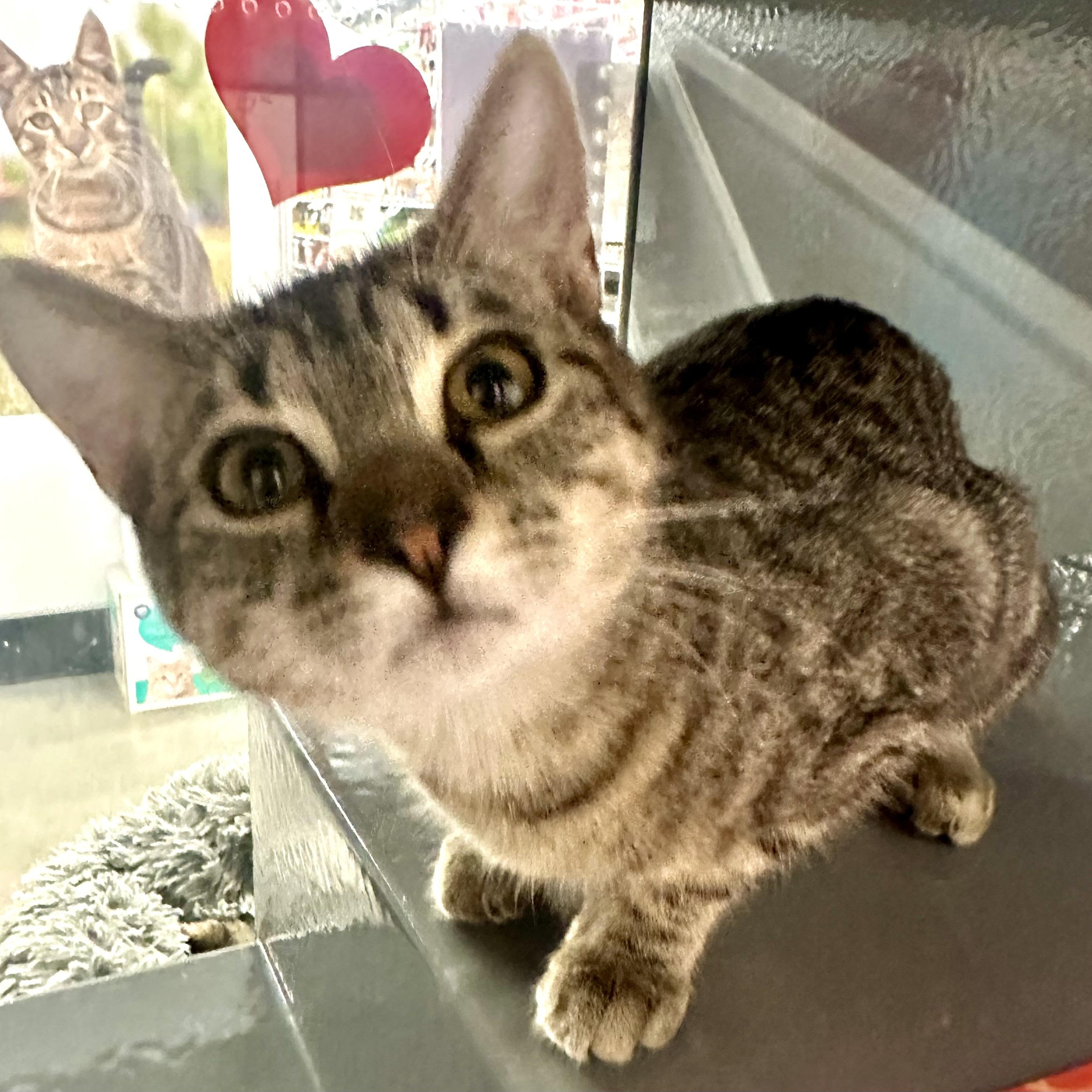 Enlarge Lexie, a ADOPTABLE Domestic Short Hair in Beaufort, SC image 6/6