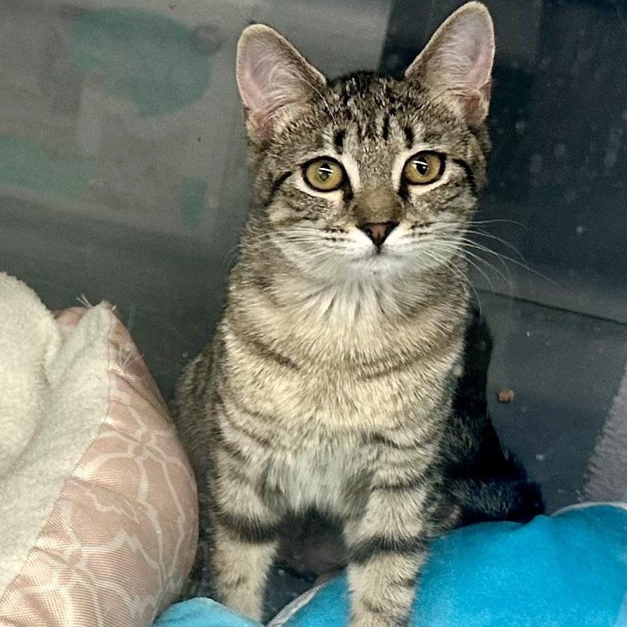 Lexie, ADOPTABLE, Kitten Female Domestic Short Hair.