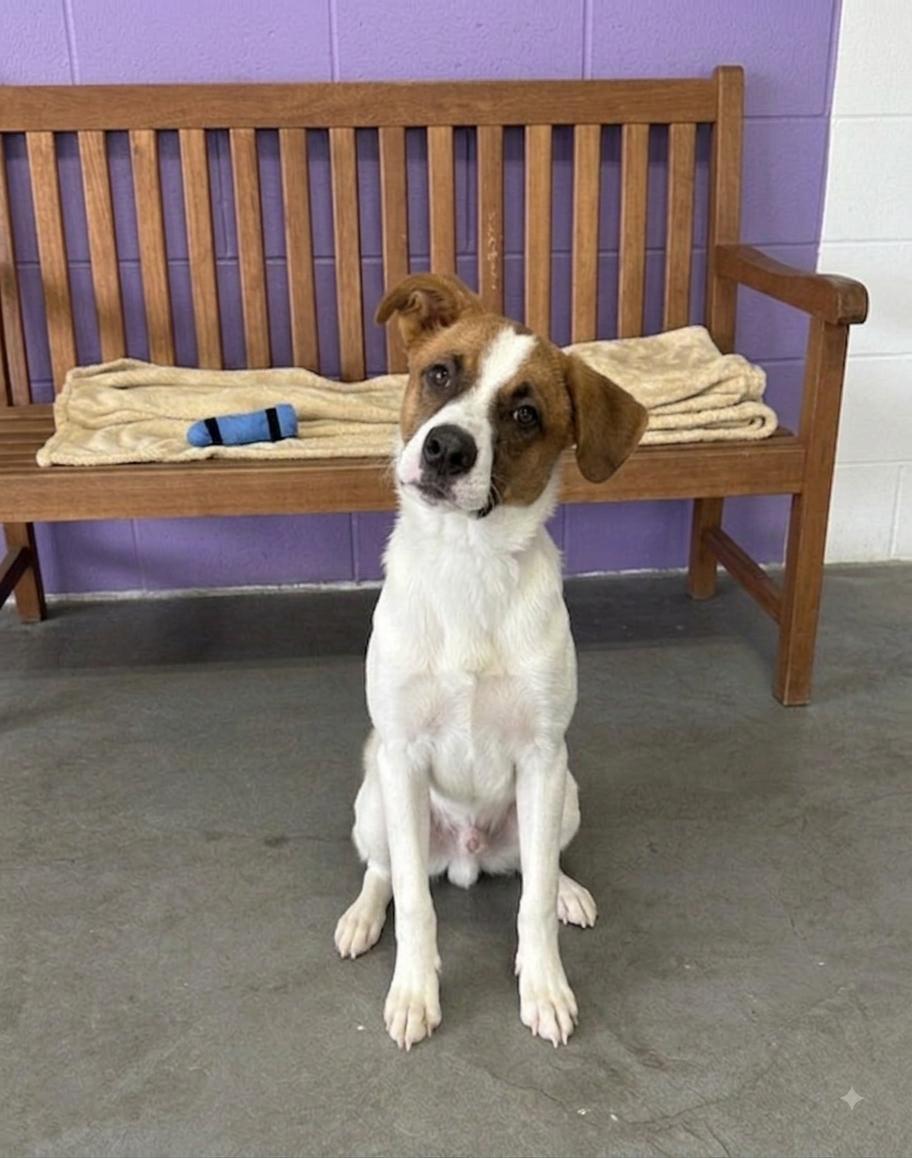 **JARVIS**, Adoptable, Young Male Labrador Retriever & Spaniel.