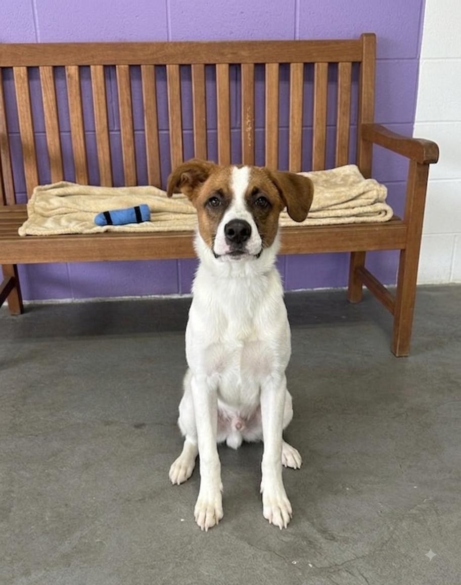Enlarge **JARVIS**, a Adoptable mixed breed in North Prairie, WI image 2/2