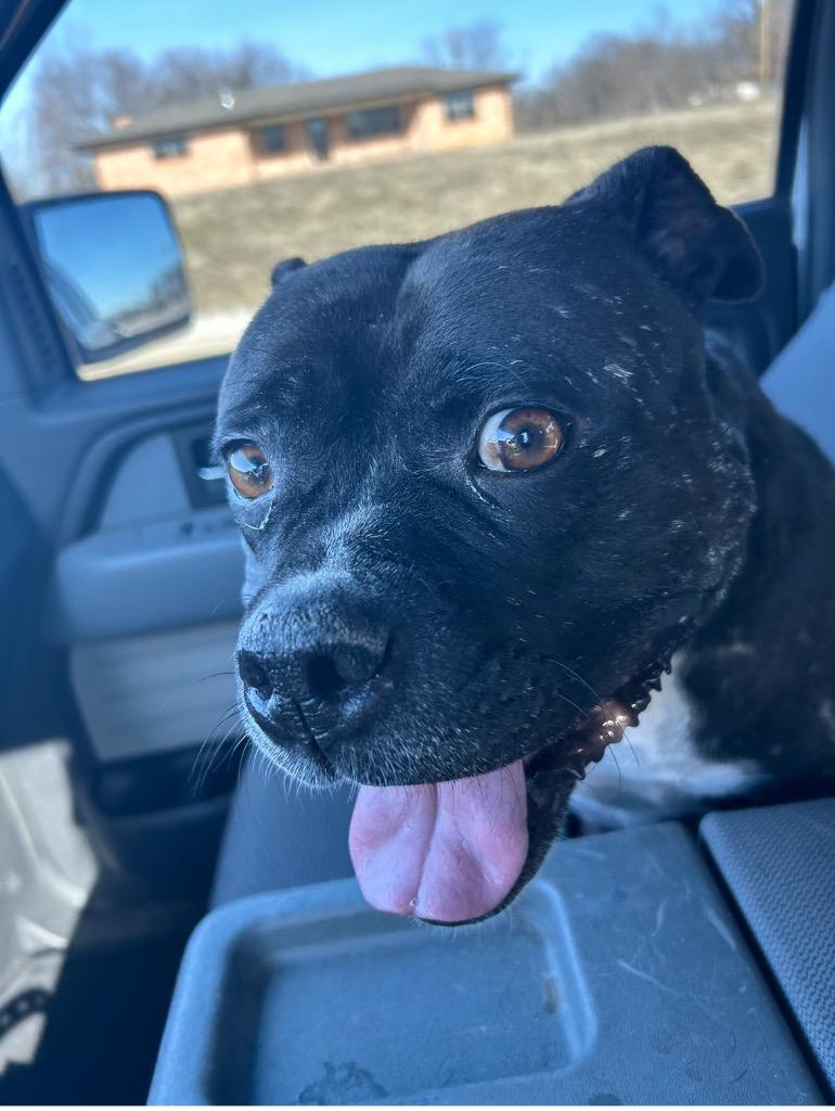 Gloria, Adoptable, Adult Female American Staffordshire Terrier.