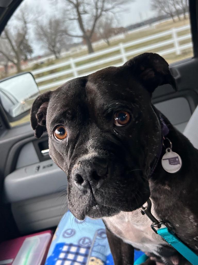 Gloria, a Adoptable American Staffordshire Terrier in Claremore, OK image 2/6