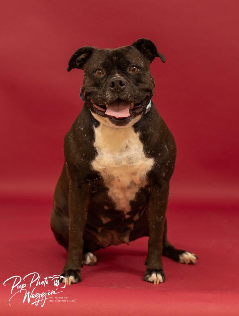Gloria, a Adoptable American Staffordshire Terrier in Claremore, OK image 4/6