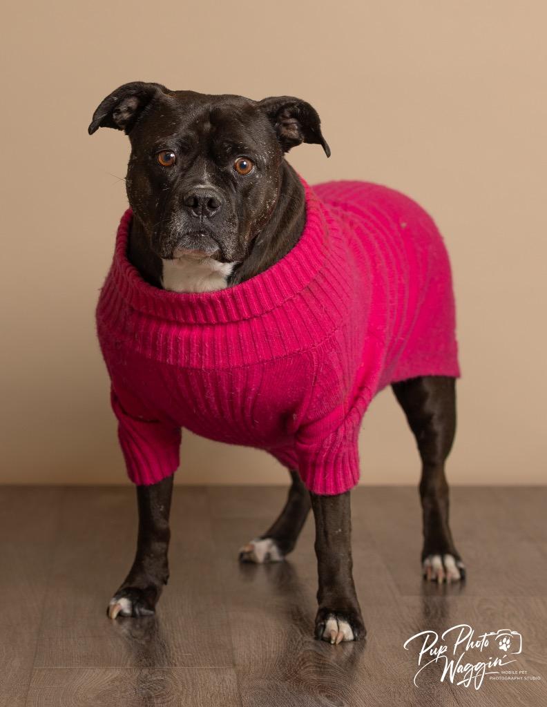 Gloria, a Adoptable American Staffordshire Terrier in Claremore, OK image 6/6