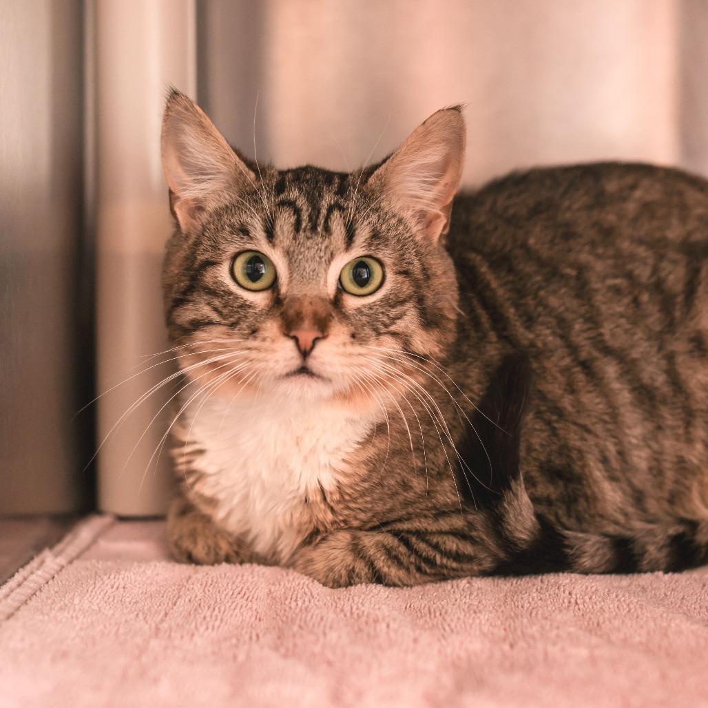 Nolan — thumbnail 2