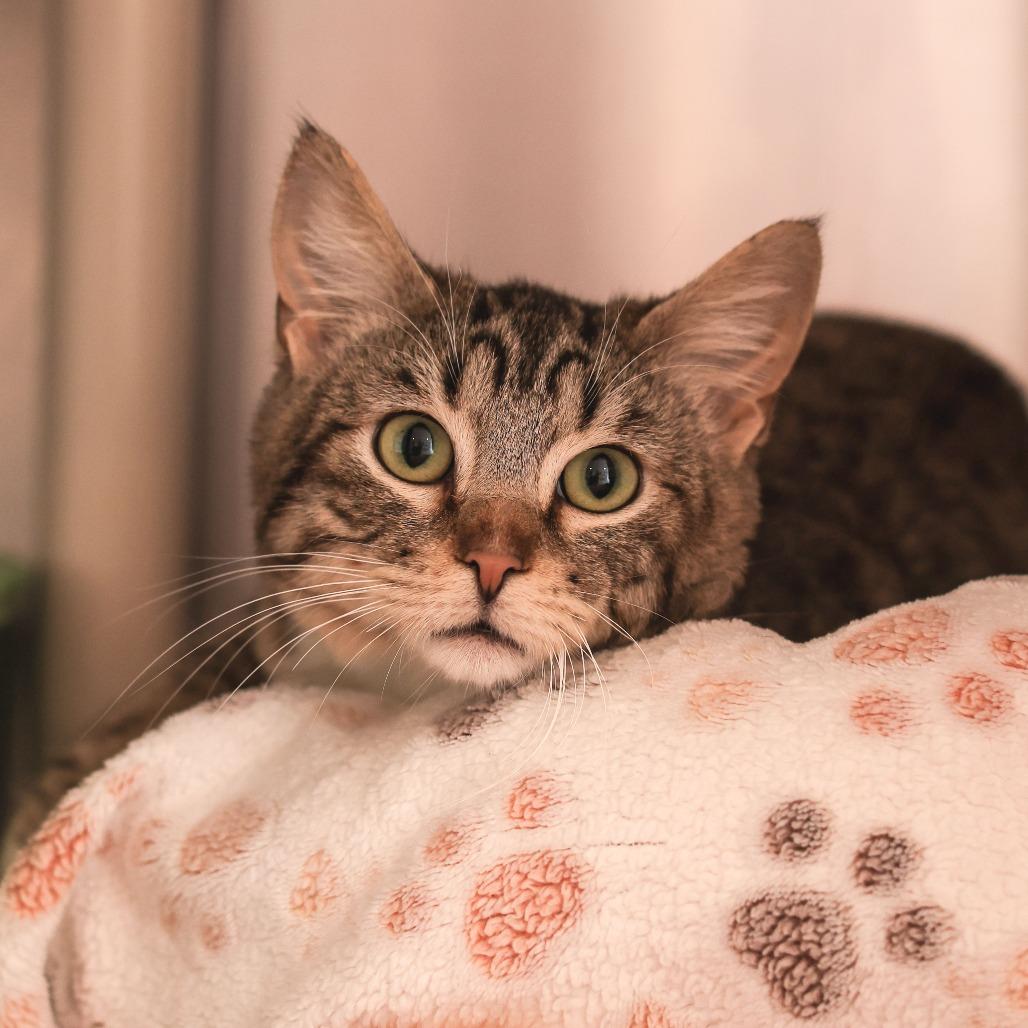 Nolan — thumbnail 3