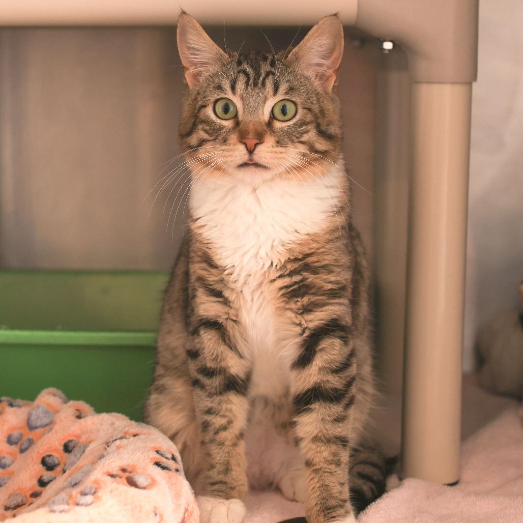 Nolan — thumbnail 4