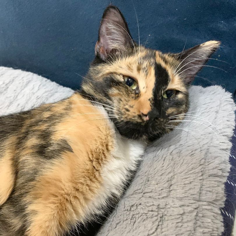 Miss Calli, a Adoptable Calico in Mauldin, SC image 2/5