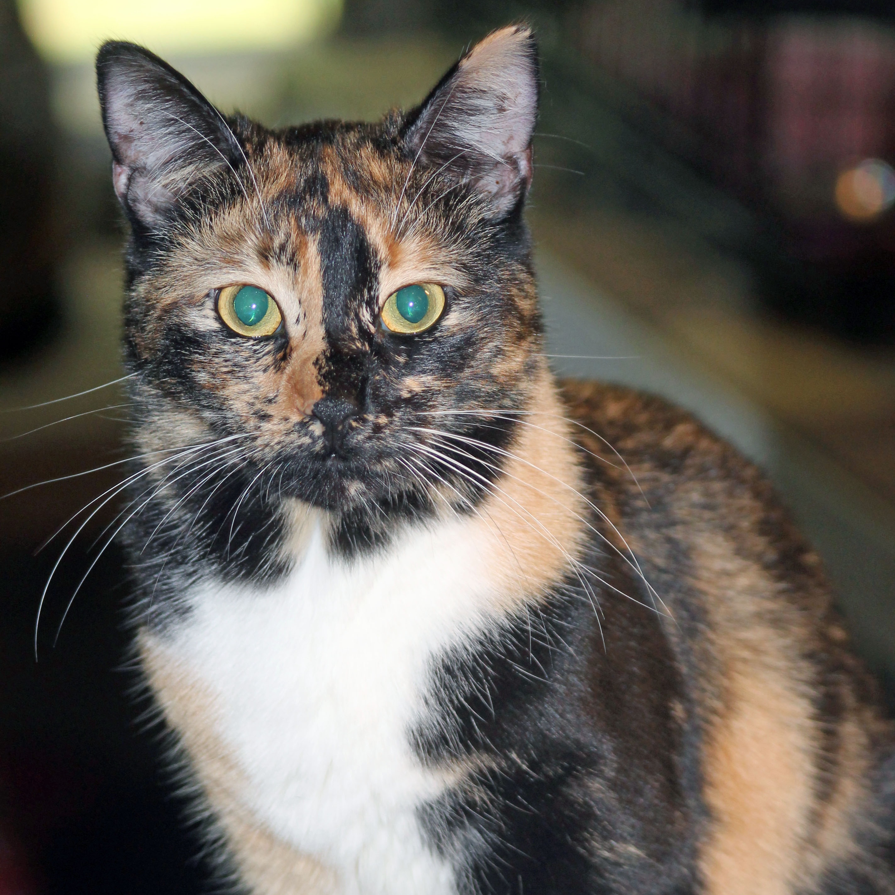Miss Calli, a Adoptable Calico in Mauldin, SC image 1/5