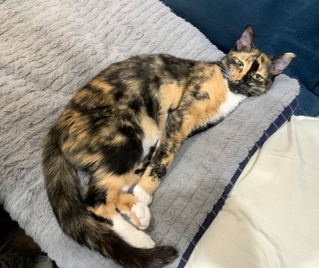 Miss Calli, a Adoptable Calico in Mauldin, SC image 4/5