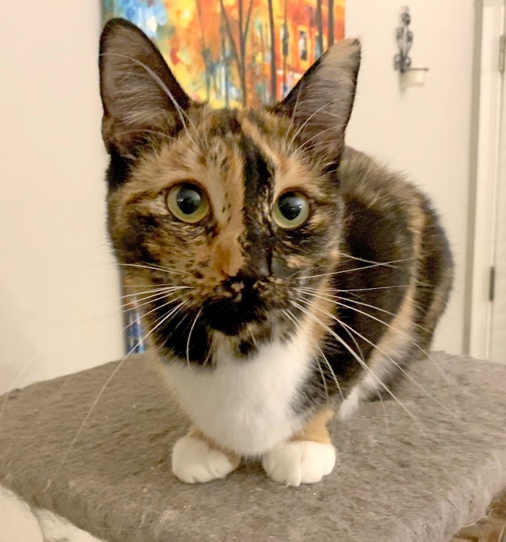 Miss Calli, a Adoptable Calico in Mauldin, SC image 3/5