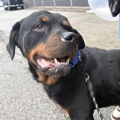 Gunner, a Adoptable Rottweiler in Pittsburgh, PA image 1/6