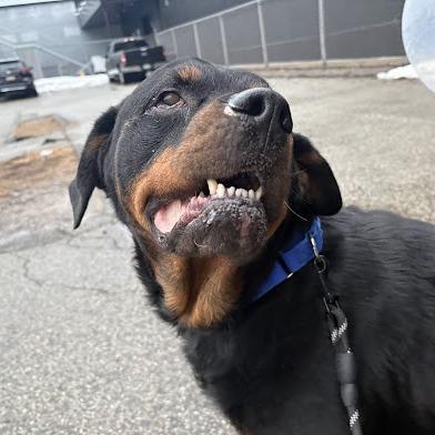 Gunner, a Adoptable Rottweiler in Pittsburgh, PA image 4/6