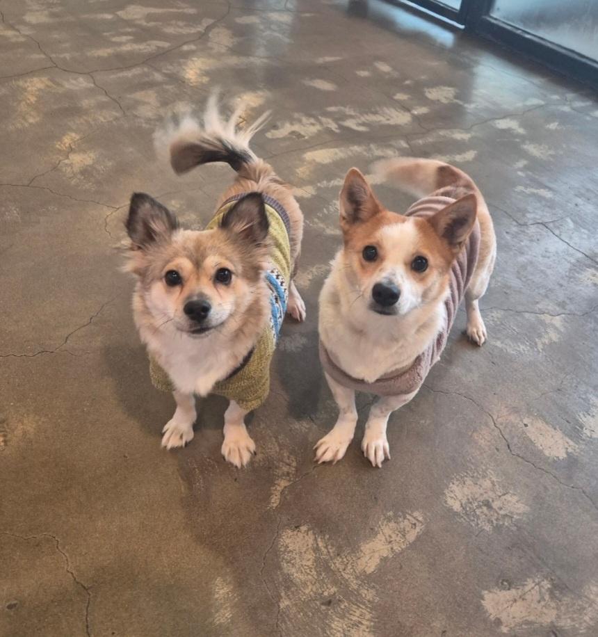 Enlarge LISA, a Adoptable mixed breed in Centreville, VA image 3/6