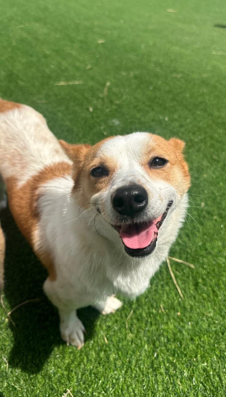 Enlarge LISA, a Adoptable mixed breed in Centreville, VA image 5/6