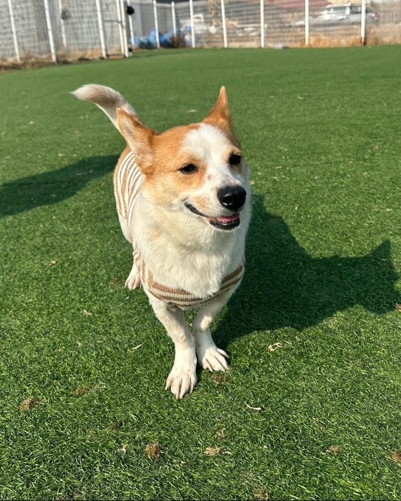 Enlarge LISA, a Adoptable mixed breed in Centreville, VA image 4/6