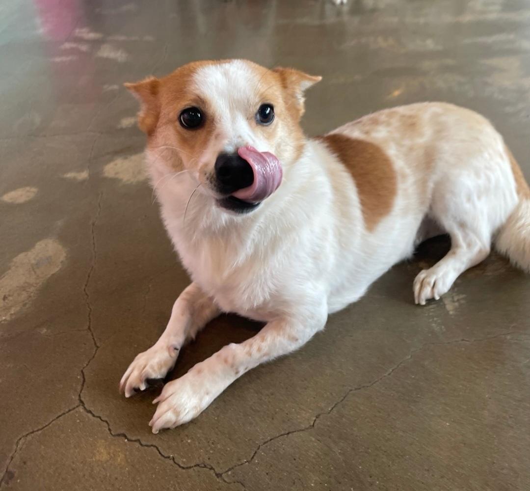 Enlarge LISA, a Adoptable mixed breed in Centreville, VA image 2/6