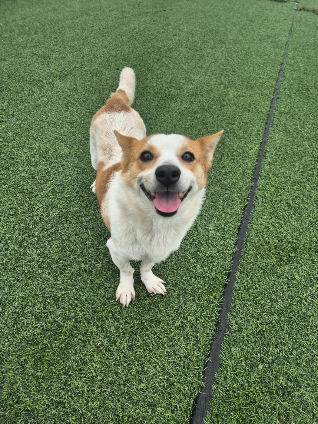 Enlarge LISA, a Adoptable mixed breed in Centreville, VA image 1/6