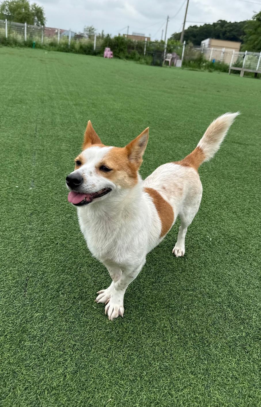 Enlarge LISA, a Adoptable mixed breed in Centreville, VA image 6/6