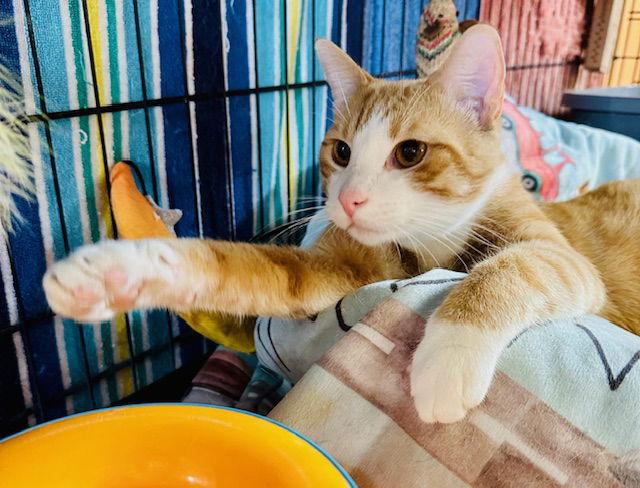 Finn, Adopted, Young Male Domestic Short Hair & Tabby.