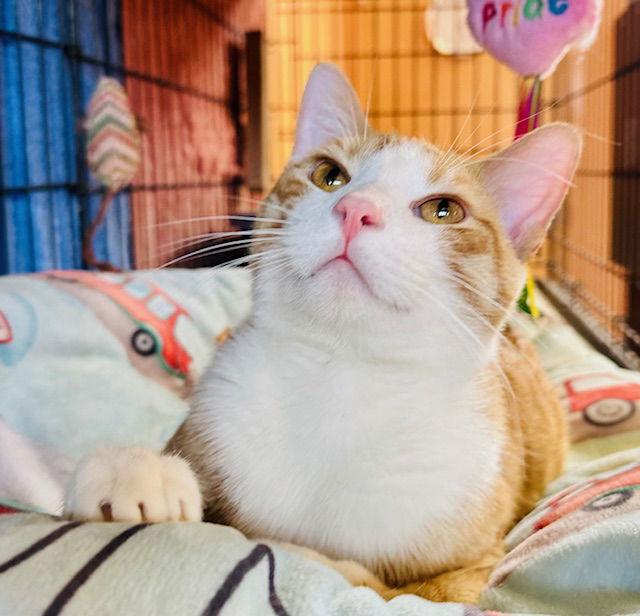 Enlarge Finn, a Adopted mixed breed in Eureka, MO image 2/3